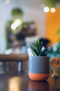 Close-up of potted plant on table in restaurant