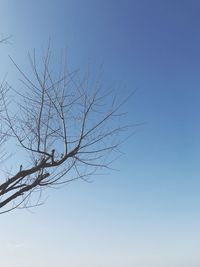 Low angle view of tree against clear sky