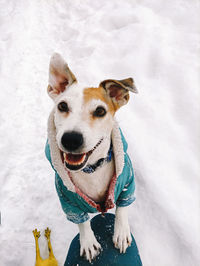 Top view of cute jack russell dog in coat standing at owner's feet in winter