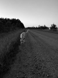 View of a sheep walking on a field