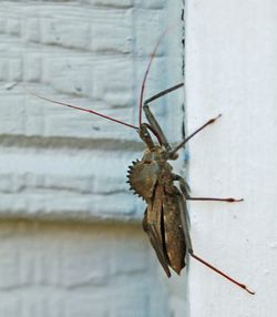 Close-up of insect