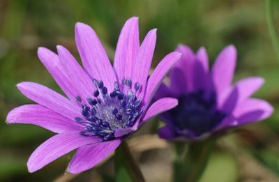 Close-up of pink flower