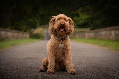 Ginger cockapoo sitting on a road