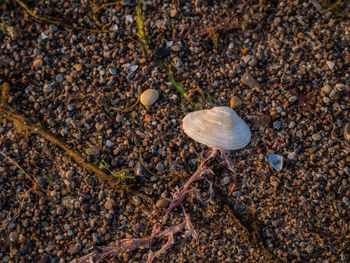 Sea shell on ground