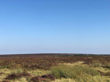 Scenic view of field against clear blue sky