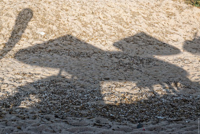 Shadow of lizard on sand at beach