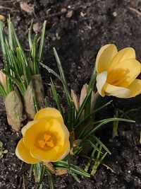 High angle view of yellow crocus flowers on field