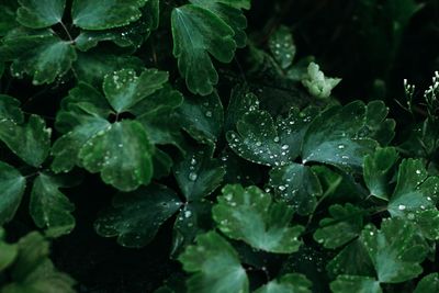 Close-up of water drops on leaves