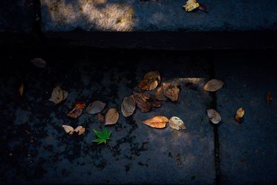 High angle view of dry maple leaves on wood