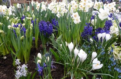 Close-up of crocus blooming outdoors