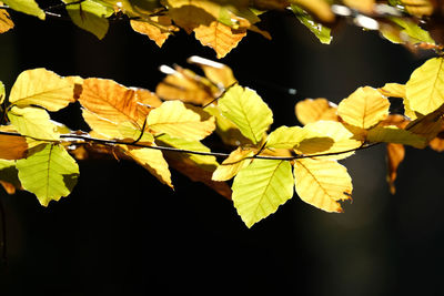 Close-up of leaves on plant during autumn