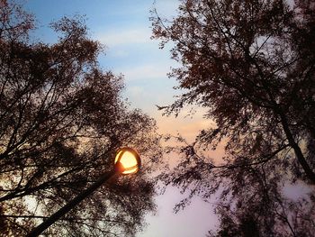 Low angle view of trees against sky at sunset