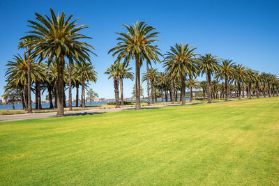 Palm trees on golf course against clear blue sky