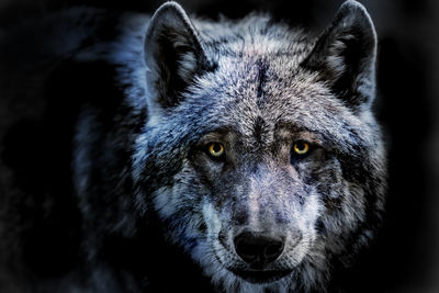 Close-up portrait of wolf standing against black background