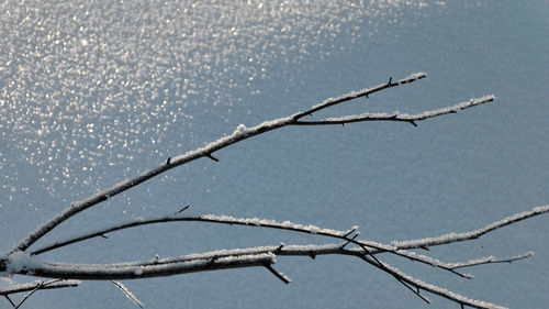Close-up of frozen bare tree during winter