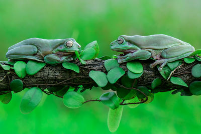 Close-up of frogs on branch