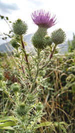 Close-up of flowers