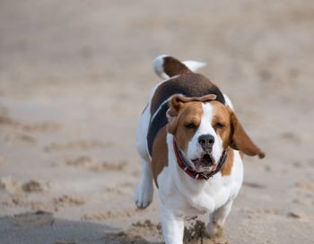 Dog on sand at beach