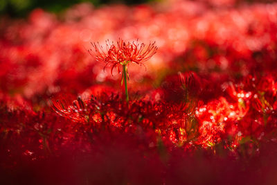 Close-up of red flowering plants on field