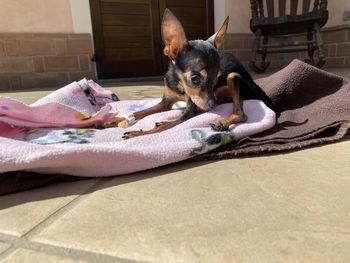 High angle view of dog lying on bed at home