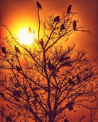 Low angle view of silhouette tree against sky during sunset