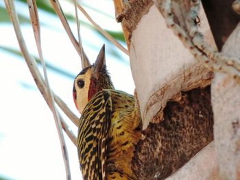 Close-up of bird perching on branch