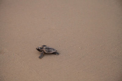 High angle view of crab on sand