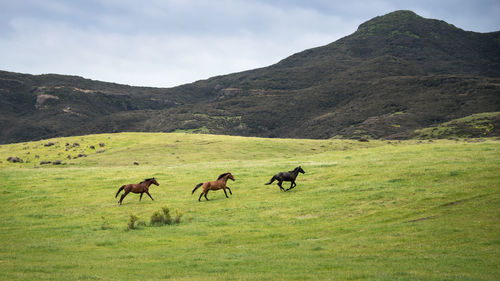 Horses in a field