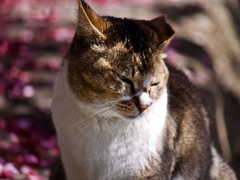 Close-up portrait of a cat