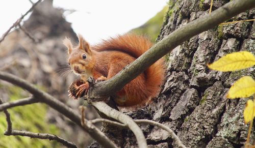 Close-up of squirrel eating tree