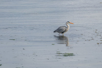 Bird perching on a lake