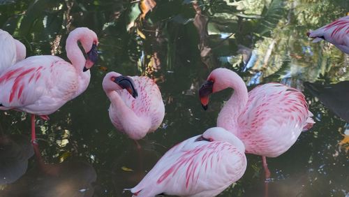 Birds swimming in lake and arguing about eho is the most beautiful 