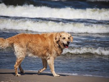 Full length of a dog on beach