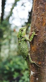 Close-up of lizard on tree trunk