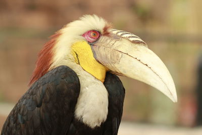 Close-up of a bird