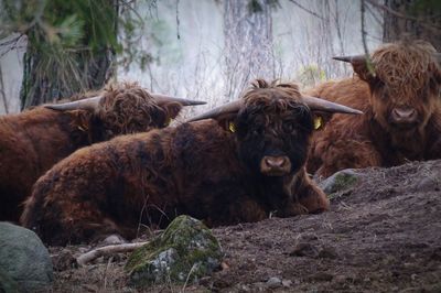 Close-up of cow relaxing on grass