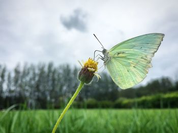 Close-up of butterfly pollinating on flower