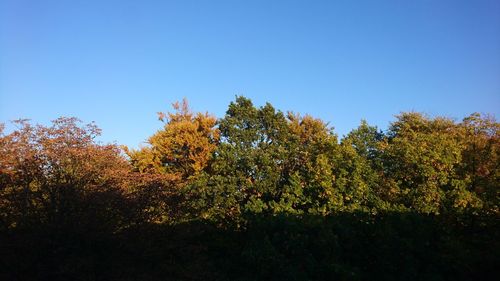 Low angle view of autumnal trees against clear blue sky