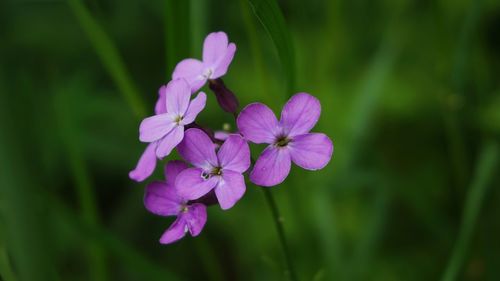 Close-up of purple flowering plant