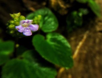 Close-up of flower blooming outdoors