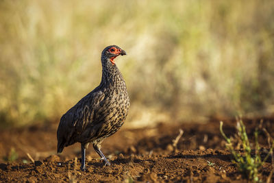 Close-up of bird perching on field