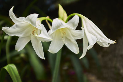 Close-up of white flowering plant