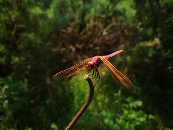 Close-up of dragonfly on plant