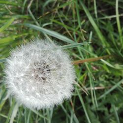 Close-up of dandelion flower on field