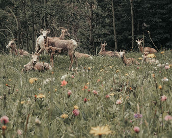 View of deer on field