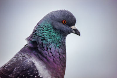 Close-up of bird