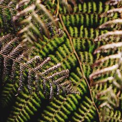 Close-up of fern