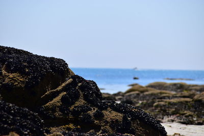 Close-up of rocks on beach against clear sky