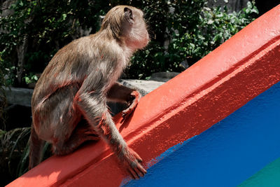 Close-up of monkey sitting on tree