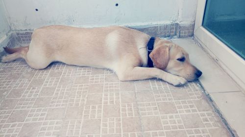 Dog sleeping on tiled floor